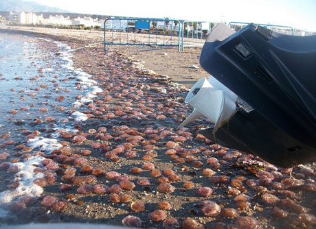 La orilla estuvo plagada de medusas.