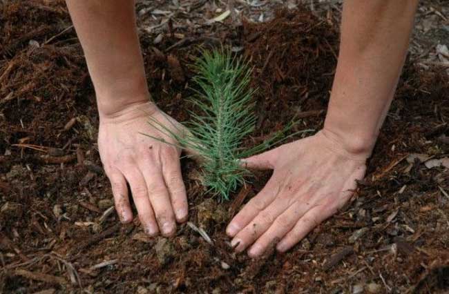 Murcia desarrolla el programa Bosques para la salud: nacer y plantar un