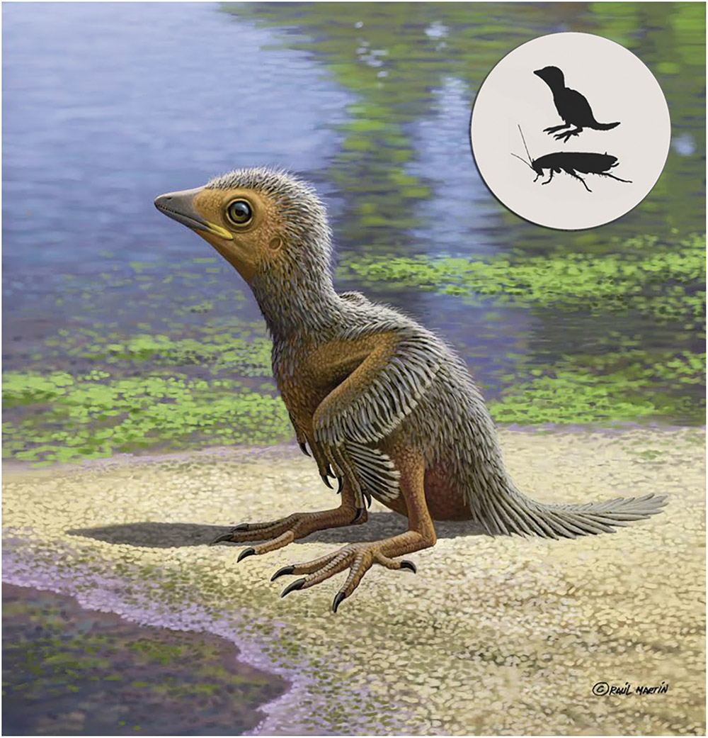 Aves Fosiles Nuevos Datos Sobre La Formacion De Sus Huesos Y Sus