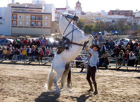 Jinete con su caballo en el concurso de Alhama