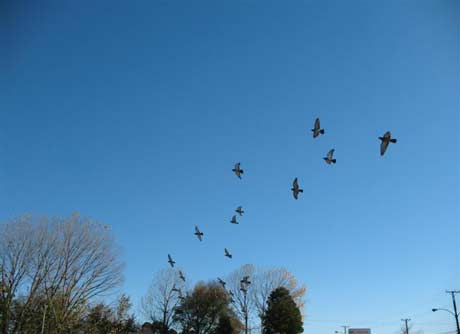 Las palomas volarán por el cielo de Níjar y regresarán a sus criadores.
