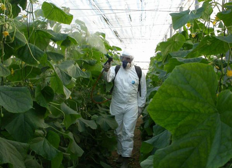 Un operario aplica fitosanitarios en un invernadero.