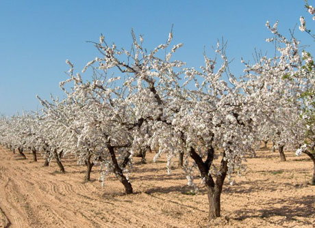 El cultivo de la almendra es muy destacado en Almería.