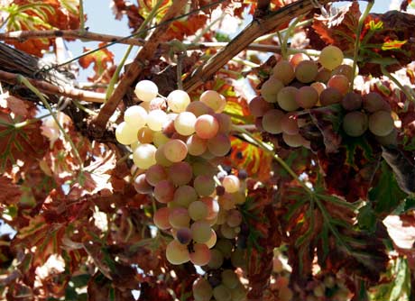 Uvas de mesa de la provincia de Almería.
