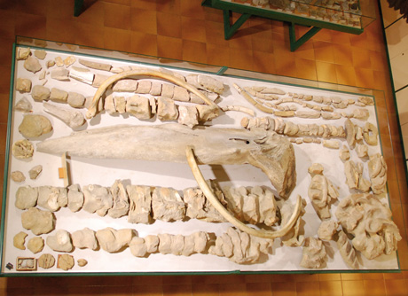 Fósiles de ballena encontrados por el Padre Rufino.