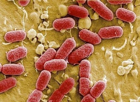 Imagen de la bacteria E coli.