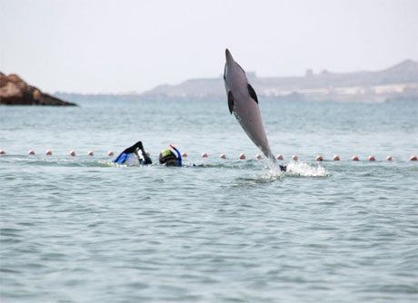 El delfín Marcos será liberado en pocos días.
