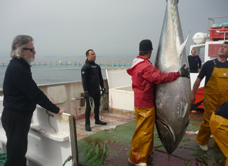 El litoral de Garrucha se ha convertido en un productor de atún.