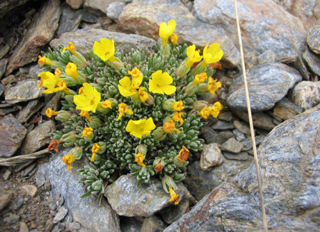 Androsace vitaliana, una especie localizada en Sierra Nevada.