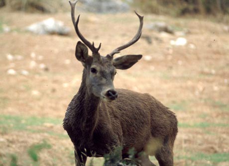 Uno de los ciervos ibéricos que habitan en Los Filabres.
