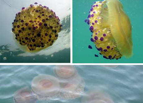 La medusa Cotylorhiza tuberculada es muy común en el Mediterráneo.