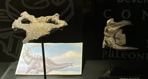 El cráneo de estegosaurio más completo de Europa ya puede verse en el Museo Aragonés de Paleontología en Dinópolis