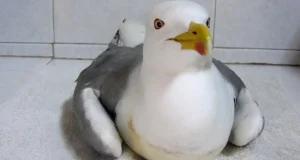 Descubren la causa que deja paralizadas a muchas aves acuáticas, especialmente a las gaviotas