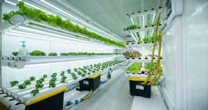Agricultura del futuro: hortalizas cultivadas en un contenedor y con un consumo mínimo de agua