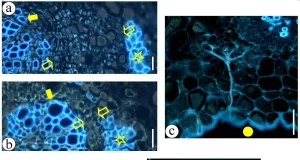 Investigadores de la ULE participan en un estudio sobre agallas inducidas por pulgones