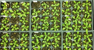 Europa «desbloquea» nuevas técnicas genómicas para acelerar el desarrollo de variedades vegetales más resistentes a sequías, plagas y enfermedades