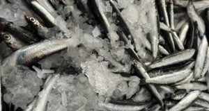 Cuánto boquerón puede pescarse para no poner en peligro los caladeros