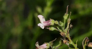 El falso dragón, la planta endémica de Ávila en peligro de extinción con grandes propiedades farmacológicas y agrícolas
