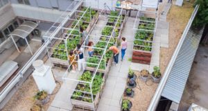 Cultivar hortalizas en las azoteas de los edificios con una productividad similar a la obtenida en el campo