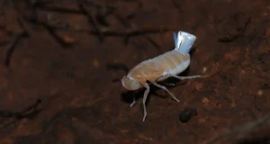 Canarias, región del mundo con la mayor cantidad de especies de chicharritas subterráneas descubiertas