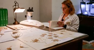 El Herbario de la Universidad de Granada cumple 25 años con 150.000 ejemplares