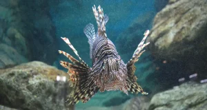 El Mediterráneo se parece cada vez más al Caribe: cada vez acoge a más peces tropicales