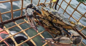 El cangrejo azul se mantiene a raya en el Mar Menor