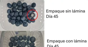 Una lámina de almidón de yuca con aceite de mentol y limoneno protegen los frutos, alargan su vida útil y reducen el uso de empaques plásticos