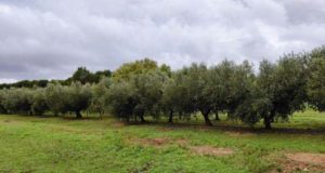 La Escuela de Ingeniería Agroalimentaria y del Medio Rural de Huesca planta un olivar súper intensivo para su recolección con máquina cabalgante
