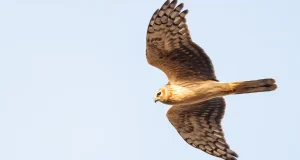 La población de aguilucho pálido sigue descendiendo en España: ya sólo quedan mil parejas reproductoras