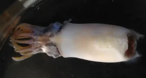 Los calamares y las sepias comenzaron a diversificarse hace cien millones de años desde las zonas abisales oceánicas