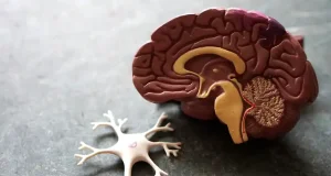 Desde charlas para conocer cómo funciona el cerebro de tu perro hasta robots y realidad virtual: Las experiencias imperdibles de «NeuroFest» 2026