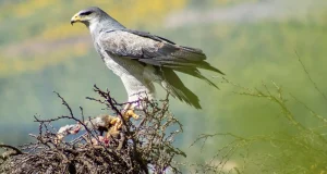Quebrada de la Plata se convierte en el primer Monumento Natural del nuevo Sistema Nacional de Áreas Protegidas de Chile