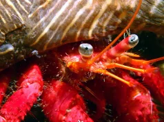 Documentan por primera vez en Galicia dos especies marinas de aguas cálidas: la alacha y el cangrejo ermitaño