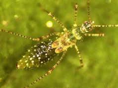 Una especie de chinche desconocido para la ciencia y gorgojo hallado en Colombia podrían ser la solución contra una planta de sudamericana invasora en Australia