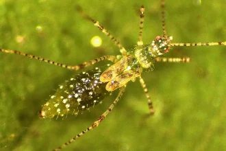 Una especie de chinche desconocido para la ciencia y gorgojo hallado en Colombia podrían ser la solución contra una planta de sudamericana invasora en Australia