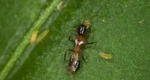 Feromonas como alternativa a los pesticidas en el control de plagas: un nuevo método abarata su producción