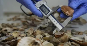 Los bivalvos están desapareciendo del Mediterráneo en el sur de España, y no es sólo por la sobrepesca
