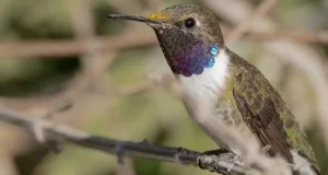 La expansión de los monocultivos está poniendo contra las cuerdas a este pequeña ave chilena en peligro de extinción