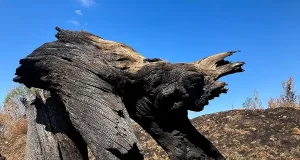Arte fotográfico que renace de las cenizas de los incendios forestares del pasado verano en el norte de España