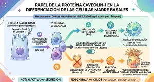 Identifican una proteína clave para la protección del epitelio respiratorio, un tejido clave para la defensa frente a virus, bacterias y contaminantes