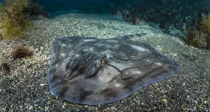 Las aguas españolas albergan 34 de las 124 áreas de interés para la protección de rayas y tiburones del Atlántico norte por la UICN