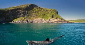La caza de tiburones para extraer aceite de su hígado está poniendo contra las cuerdas a esta especie