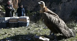 Murcia registra el mayor número de parejas de buitre leonado de su historia y casi cuadriplica la población en la última década