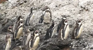 La población del pingüino de Humboldt se ha reducido entre un 50 y un 80% en las últimas cinco décadas por la sobrepesca y la pérdida de hábitat en Chile