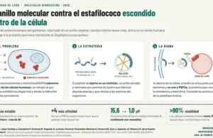 Diseñan un péptido origen vegetal y derivado del garbanzo capaz de atacar a una peligrosa bacteria que se esconde dentro de las células