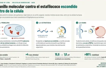 Diseñan un péptido origen vegetal y derivado del garbanzo capaz de atacar a una peligrosa bacteria que se esconde dentro de las células