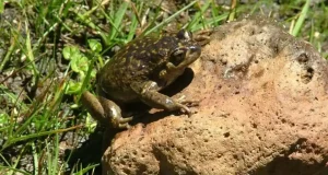 Ranita del Pehuenche: una especie andina en peligro crítico de extinción amenazada por un trazado eléctrico