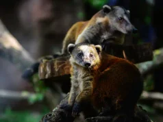 Detectan por primera vez circovirus de perros y palomas en fauna silvestre de Colombia