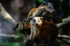 Detectan por primera vez circovirus de perros y palomas en fauna silvestre de Colombia